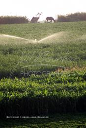 Image du Maroc Professionnelle de  Agriculture moderne système d'arrosage mobile dans le Gharb région de Larache au Nord Ouest du Maroc, Lundi 1er Juillet 2002. (Photo / Abdeljalil Bounhar)